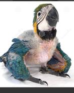 Gezocht: baby blauw gele ara papegaai, Geslacht onbekend, Papegaai