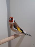 Major putters, Dieren en Toebehoren, Vogels | Overige Vogels, Meerdere dieren, Wildzangvogel, Geringd