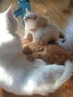 kittens langhaar, korthaar, rood, zwart, wit, en cyper, Dieren en Toebehoren, Katten en Kittens | Overige Katten, Meerdere dieren