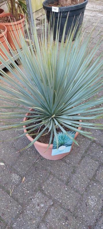 Grote yucca rostrata planten 