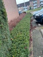 Lage heg aangeboden, Ophalen of Verzenden, Minder dan 100 cm