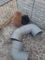 Konijntjes te koop, Meerdere dieren, Klein, 0 tot 2 jaar