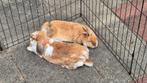 2 lieve nieuwsgierige konijntjes zoeken gezellige huis., Dieren en Toebehoren, Konijnen, Meerdere dieren