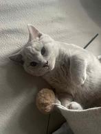 Britse Korthaar Kittens – Blue Gray & Beige Lilac – Volle, Dieren en Toebehoren, Katten en Kittens | Raskatten | Korthaar, Meerdere dieren