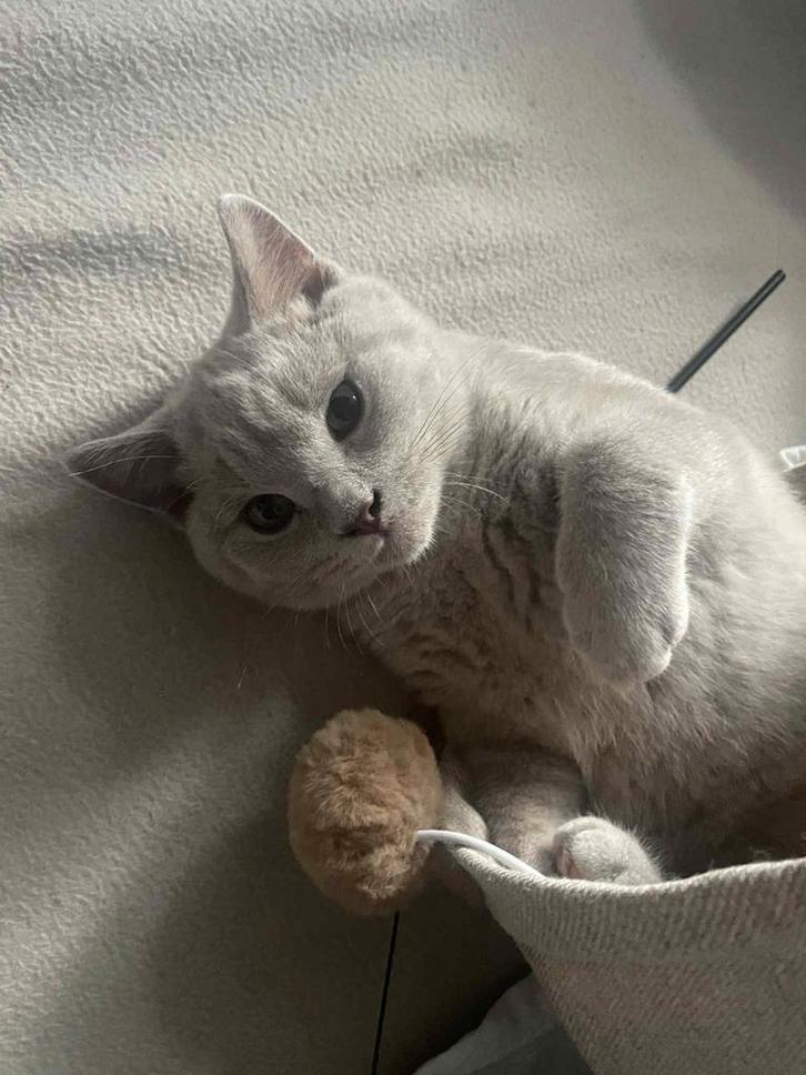 Britse Korthaar Kittens – Blue Gray & Beige Lilac – Volle, Dieren en Toebehoren, Katten en Kittens | Raskatten | Korthaar, Meerdere dieren