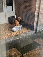 Hond zoekt nieuw thuis, Dieren en Toebehoren, 6 jaar of ouder, CDV (hondenziekte), Teef, Groot