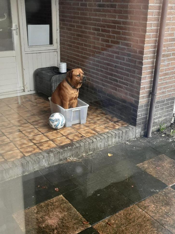 Hond zoekt nieuw thuis, Dieren en Toebehoren, Honden | Niet-rashonden, Groot, Teef, Particulier, Eén hond, Nederland, 6 jaar of ouder