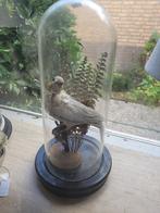 Antieke stolp met opgezet wild duifje, Ophalen, Gebruikt, Vogel, Opgezet dier