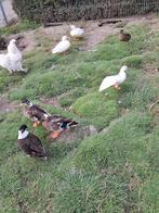 Diverse soorten eenden, Dieren en Toebehoren, Pluimvee, Meerdere dieren, Eend