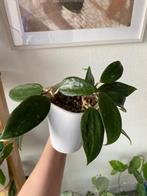 Hoya Macrophylla, Huis en Inrichting, Kamerplanten, Overige soorten, In pot, Minder dan 100 cm, Bloeiende kamerplant