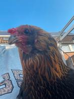 Mooie Araucana hen van 2 jaar oud., Dieren en Toebehoren, Pluimvee, Vrouwelijk, Kip