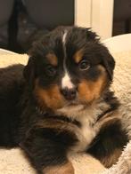 Berner Sennen puppy's zoeken een liefdevol huis, Parvo, 8 tot 15 weken, Teef, Groot