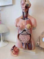 Anatomisch Torso Model mens op ware grootte zgan, Ophalen of Verzenden, Zo goed als nieuw