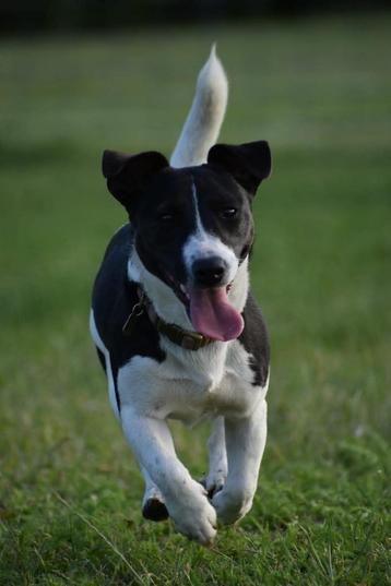 jack russell zoekt nieuw huisje beschikbaar voor biedingen