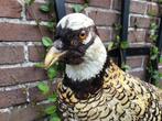 Mooi opgezette koningsfazant, Ophalen, Gebruikt, Vogel, Opgezet dier
