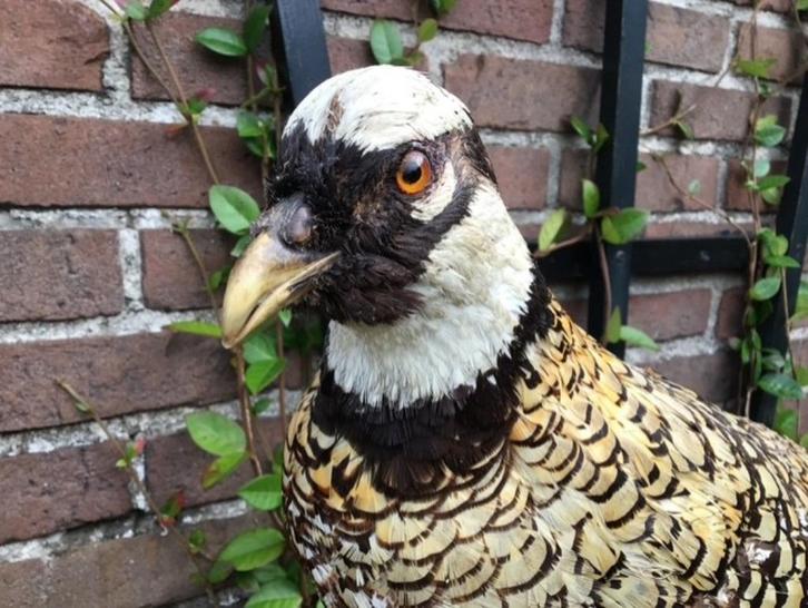 Mooi opgezette koningsfazant, Verzamelen, Dierenverzamelingen, Gebruikt, Opgezet dier, Vogel, Ophalen