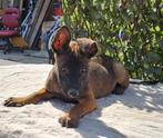 Leuke mechelse herder pups, Rabiës (hondsdolheid), 8 tot 15 weken, Teef, Meerdere