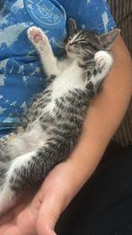 Kitten, Dieren en Toebehoren, Poes, Ontwormd, 0 tot 2 jaar
