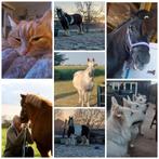 Verzorgster/ Dierenvriend gezocht, Dieren en Toebehoren, Ophalen of Verzenden, Nieuw, Overige soorten