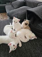 BKH .Britse korthaar kittens., Dieren en Toebehoren, Katten en Kittens | Raskatten | Korthaar