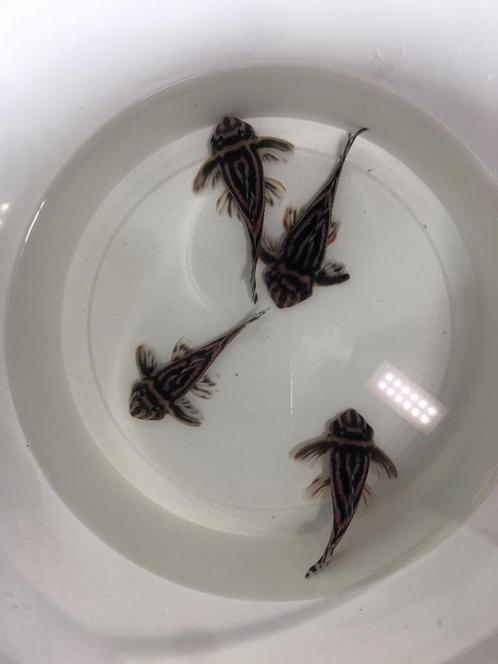 L046 hypancistrus exemplaren, Dieren en Toebehoren, Vissen | Aquariumvissen, Vis