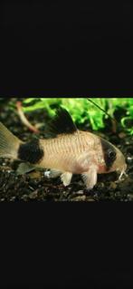 Corydoras panda, Dieren en Toebehoren, Vis, Zoetwatervis, Schoolvis