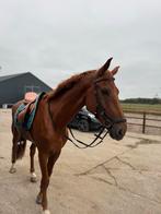 Fijn allround 5 jarige vos te koop., Dieren en Toebehoren, Paarden, Springpaard, B, Gechipt, Ruin