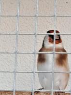 Wildkleur putters, Dieren en Toebehoren, Vogels | Overige Vogels, Meerdere dieren, Wildzangvogel