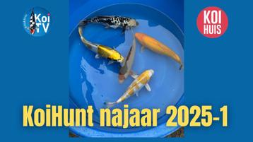koi hunt Japan video Gratis beschikbaar voor biedingen