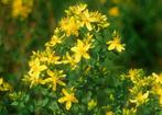 Hypericum perforatum (Sint-Janskruid) geel vaste plant, Overige soorten, Vaste plant, Ophalen of Verzenden, Halfschaduw