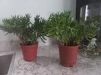 2x Crassula Ovata 'Gollum' (Jadeplant) - Alpe d'HuZes, Ophalen, Vetplant, Minder dan 100 cm
