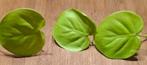 Philodendron scandens lemon lime, Huis en Inrichting, Kamerplanten, Ophalen of Verzenden, Overige soorten, Halfschaduw, Minder dan 100 cm