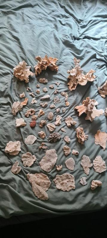 Verzameling antiek versteend koraal - Fossielen en Mineralen beschikbaar voor biedingen