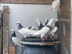 Irans duiven hoogvliegers  (toghi), Dieren en Toebehoren, Vogels | Duiven, Meerdere dieren