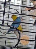 forpup muspapegaai blauw, Dieren en Toebehoren, Vrouwelijk, Dwergpapegaai of Agapornis, Tam