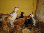 kuikens brahma, Ophalen, Nieuw, Overige typen