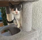 Prachtige halve britse korthaar meisje 9 weken 💕, Poes, Ontwormd, 0 tot 2 jaar