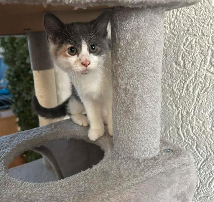 Prachtige halve britse korthaar meisje 9 weken 💕, Dieren en Toebehoren, Katten en Kittens | Raskatten | Korthaar, Poes, 0 tot 2 jaar