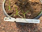 Yucca baccata te koop Palmexpert bomen- en plantencentrum, Tuin en Terras, Planten | Bomen, Overige soorten, Minder dan 100 cm