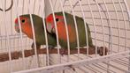 Agapornissen Perzikkop met kooi en toebehoren., Dieren en Toebehoren, Vogels | Parkieten en Papegaaien, Geslacht onbekend, Dwergpapegaai of Agapornis