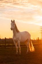 Leasepaard aangeboden HIERDEN, Ophalen of Verzenden