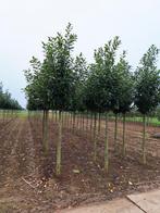 Prunus Laurier Novita Boom ❗️🌳 Groenblijvende Laurier 🌳❗️, Tuin en Terras, Planten | Bomen, Ophalen, Halfschaduw, Overige soorten