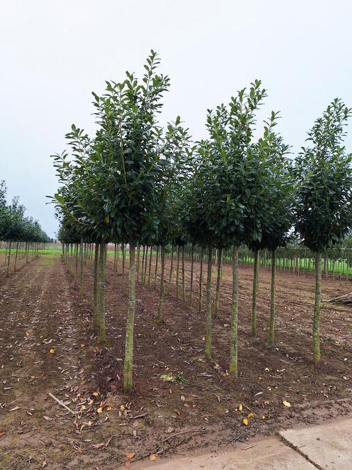 Prunus Laurier Novita Boom ❗️🌳 Groenblijvende Laurier 🌳❗️, Tuin en Terras, Planten | Bomen, Overige soorten, 100 tot 250 cm