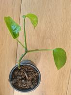 Epipremnum aureum (drakenklimop) stekje, Huis en Inrichting, Kamerplanten, Ophalen of Verzenden, Overige soorten, Minder dan 100 cm