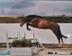 2.5 jarige hengst emerald, Merrie, Recreatiepaard, 11 jaar of ouder