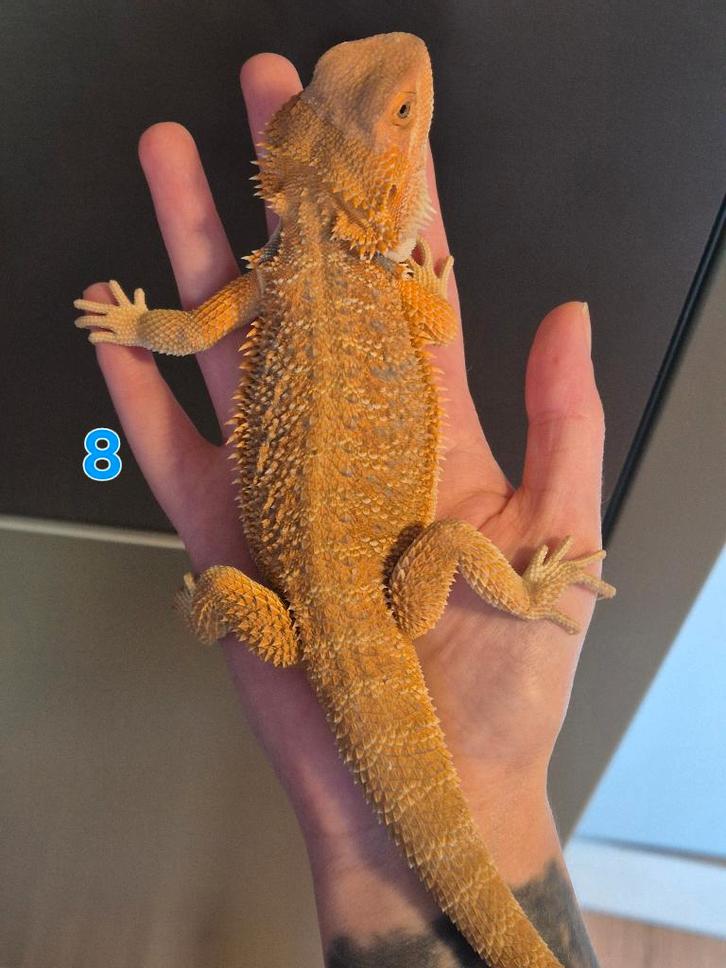 Baardagaam hypo orange tint