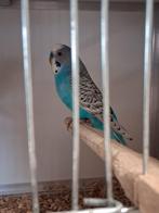 jonge grasparkiet ideaal om tam te maken, Dieren en Toebehoren, Vogels | Parkieten en Papegaaien, Meerdere dieren, Parkiet, Geringd