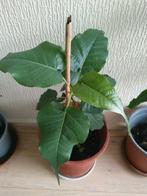 Bodhi plant, Huis en Inrichting, Kamerplanten, Ophalen, Overige soorten