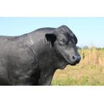 Angus Bull Black beeld – Angus Stier Lengte 243 cm, Ophalen, Nieuw, Overige typen