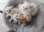 Uniek Nestje! 4 mooie Kittens: 2 Britse Korthaar&2 Langhaar, Meerdere dieren, Ontwormd, 0 tot 2 jaar